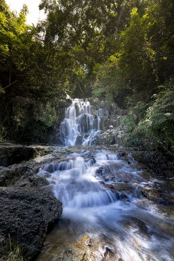 Waterfalls Surround By Trees