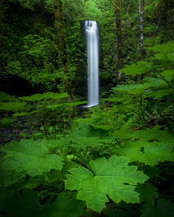 Waterfalls Surrounded By Green Plants
