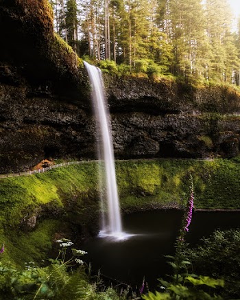 Waterfalls Surrounded by Trees