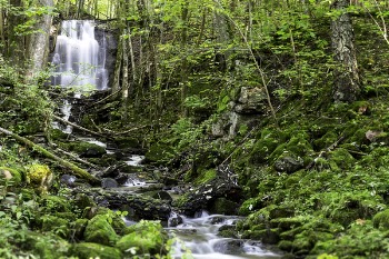 Waterfalls Surrounded by Trees