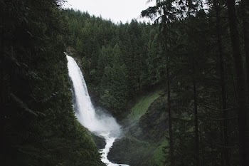 waterfalls surrounded by trees