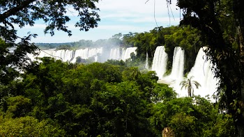 Waterfalls Surrounded by Trees