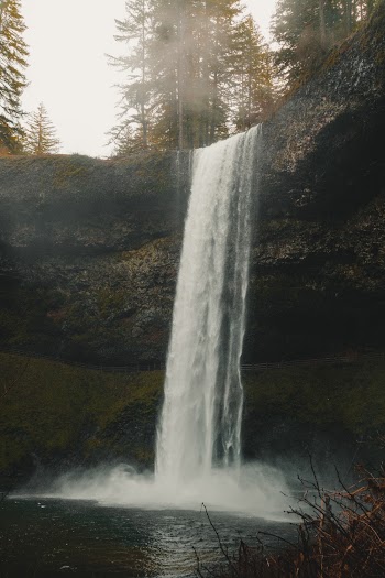 Waterfalls Surrounded With Green Trees in Foggy Day