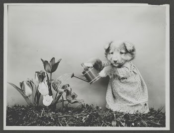 Watering flowers by Harry Whittier | Free Photo - rawpixel