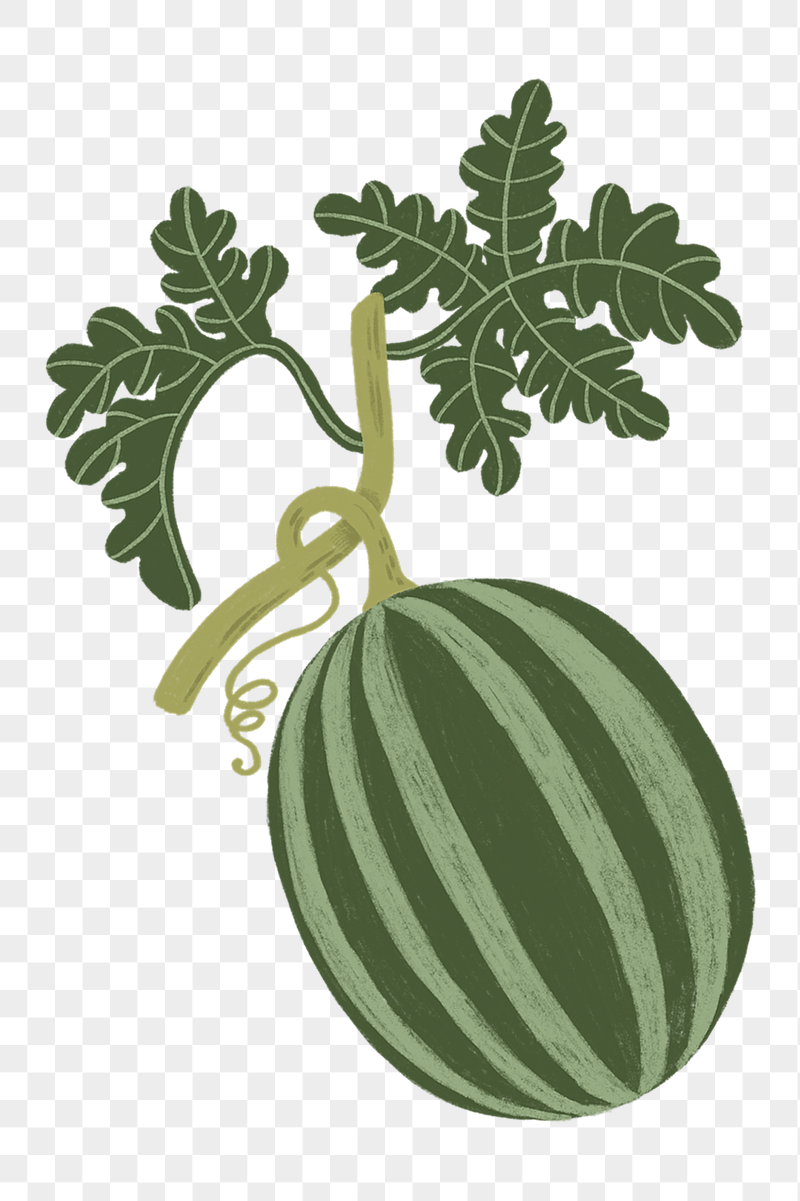 Watermelon fruit png sticker, cute | Free PNG - rawpixel