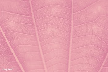 Watermelon pink leaf pattern textured backdrop | Free  illustration - 2344596