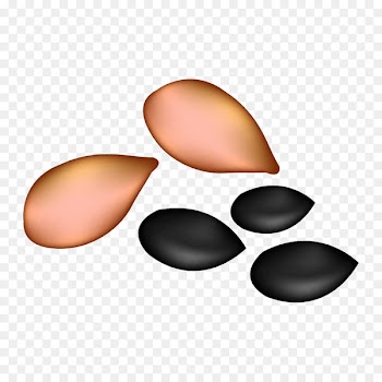 Watermelon seed oil Clip art - Watermelon seeds pumpkin seeds 