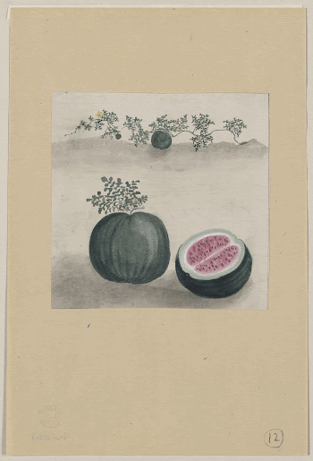 [Watermelon with plant growing in the background]. | Free Photo - rawpixel