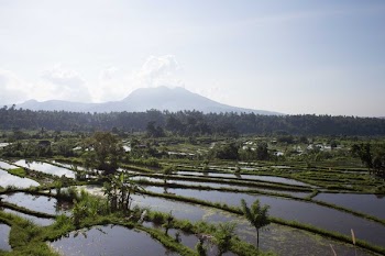 Watery Rice Fields