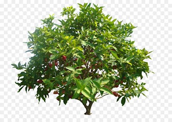 Watery rose apple Common guava Java apple Syzygium malaccense Tree - mango tree 