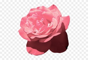 Waves - Aesthetic Transparent Tumblr Flower