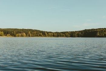 Wavy lake surrounded by forest