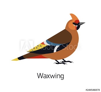Waxwing isolated on white background