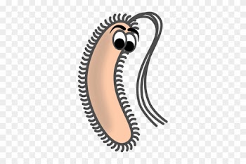We Have Much To Learn About What Goes On In The Gut - Bacillus Clip Art