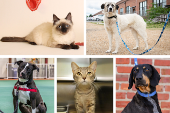 We were adopted: May 13 - 19, 2019 - Richmond SPCA
