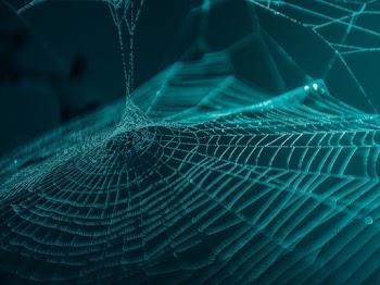 Web Close-up Photography
