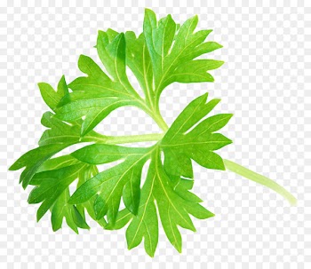 Web design Recipe Website Tempeh Icon - Parsley Leaf 