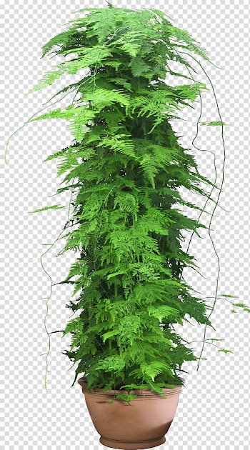 Web template Plant, flower pot transparent background PNG clipart