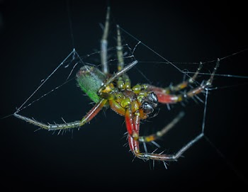 Webbing Green and Red Spider