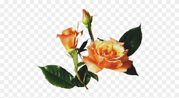 Wedding Camera Roses With Leaf - Rose