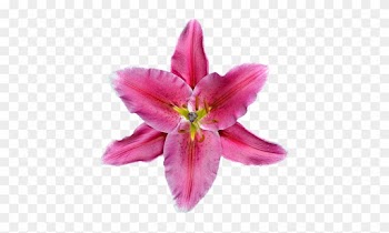 Магазин Свадебных Подарков Wedding Gift Shop - Dibujo Animado De Flores Rosas