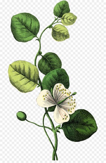 Wedding invitation Botany Flower Botanical illustration - botanical 