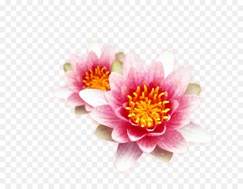 Wedding invitation Bridal shower Greeting & Note Cards Bride Wishing well - flower design 