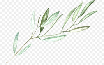 Wedding invitation Bridal shower Photographer Wedding photography - olive branches 