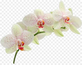 Wedding invitation Cattleya orchids Zazzle - orchid 