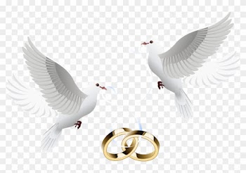 Wedding Invitation Clip Art - Wedding Dove Png