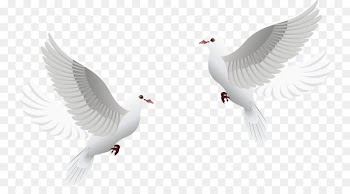 Wedding invitation Columbidae Wedding photography - White Pigeon 