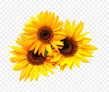 Wedding invitation Common sunflower Yellow - Little sunflower 