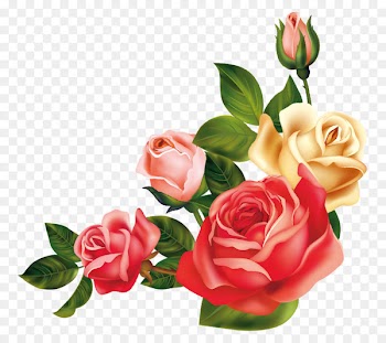 Wedding invitation Garden roses Centifolia roses Flower - rose 