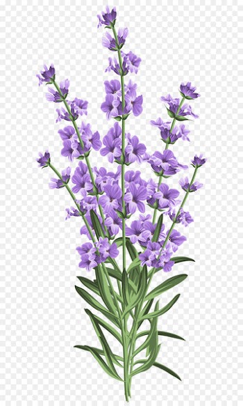Wedding invitation Lavender Stock photography Postcard - Lavender Flower Transparent PNG Clip Art 