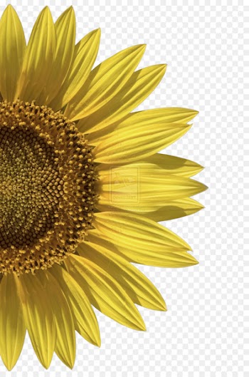 Wedding invitation Paper Bridal shower Baby shower Wedding dress - sunflower 