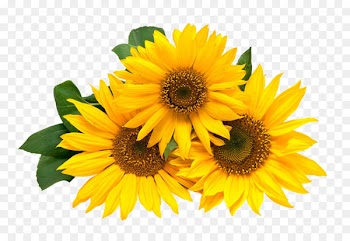Wedding invitation Paper Flower Birthday Greeting & Note Cards - sun flower 