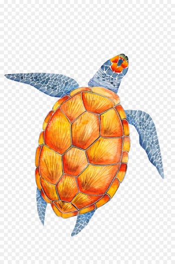 Wedding invitation Paper Turtle Convite Clip art - Painted turtle 