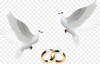 Wedding invitation Wedding cake Wedding ring - pigeon 