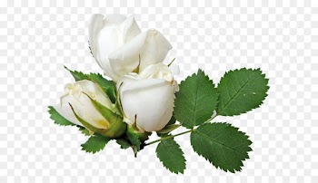Wedding ring Columbidae Engagement ring - White rose PNG image, flower white rose PNG picture 