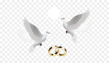 Wedding ring Marriage Wedding ring - Vector wedding ring 