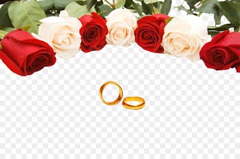 Wedding ring Rose Stock photography - Wedding Rings 