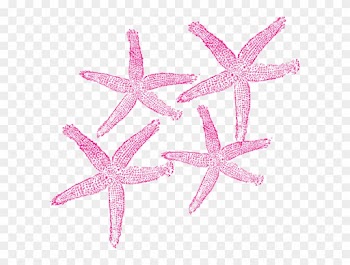 Wedding Starfish Clipart Exclusive Photo Of - Fish Clip Art