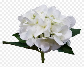 Wedding White Hydrangea Artificial Flowers Quality - Artificial Flower