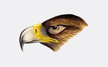 Wedge-tailed Eagle illustration | Free stock vector - 457975