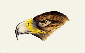 Wedge-tailed Eagle illustration | Free stock vector - 457980