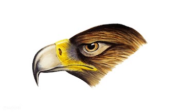 Wedge-tailed Eagle illustration | Free stock vector - 457983