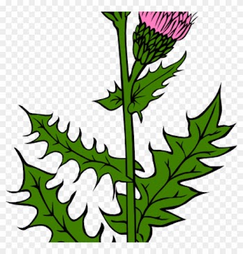 Weed Clipart Weed With Pink Buds Clip Art At Clker - Cirsium Arvense