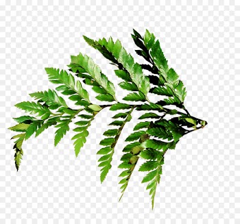 Weed Photography - green leaf border 