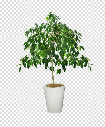 Weeping fig illustration, flower pot transparent background PNG clipart