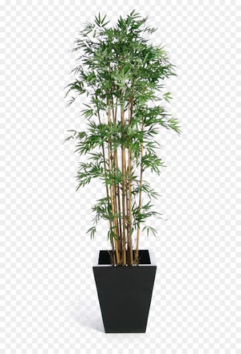 Weeping fig Tree Houseplant Banyan - Green bamboo potted buckle png 